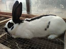 Imagini pentru Iepure fluture francez wikipedia