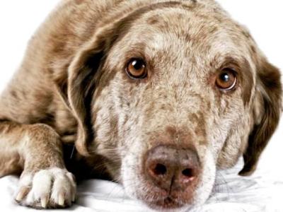 Mentine sanatatea cainelui&nbsp;batran