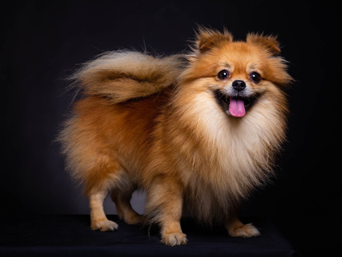 Pomeranian