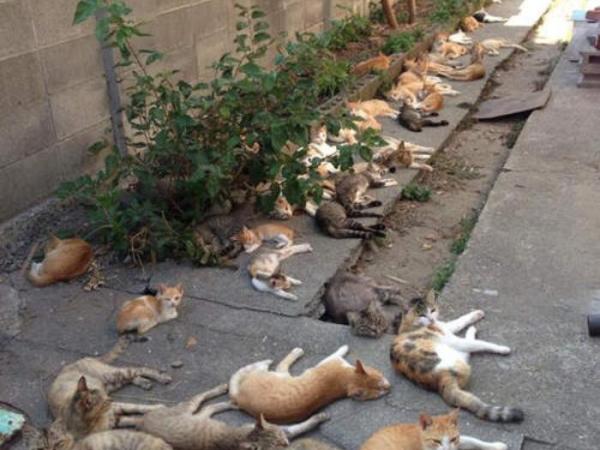 Aoshima, insula pisicilor