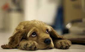 Parvoviroza la catei